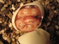 deform-bebis 001.jpg