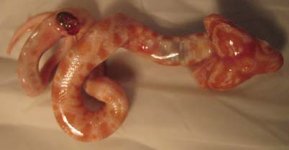 deform-bebis 004.jpg