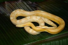 butterblad2rs2.jpg