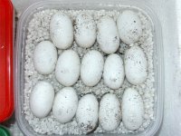 4`24`05-Ruby-eggs.jpg