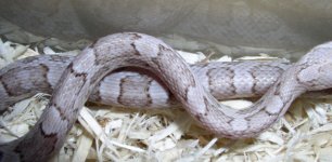 Silve Queen - Steve2.jpg