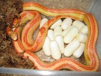 Butter Mot X Mot poss butter.JPG