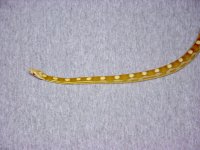 buttermotfemale.jpg