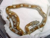 Caramel-Motley-het-butter-j.jpg