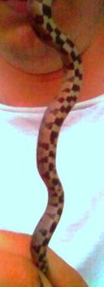 checkeredbelly.jpg