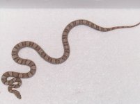 Silver female 1.jpg