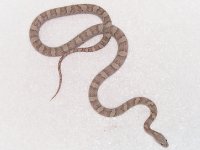 Silver female 2.jpg