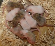 fatfuzzies2.jpg