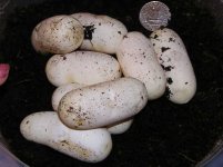 mexblackkingeggs.JPG