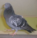 Milly1108_002c.jpg