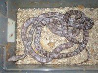 lavender pair2.jpg