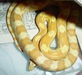 buttercup-arial-viv-curled-.jpg