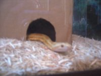 Peek a boo.jpg
