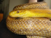 yellow2.jpg