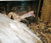 feeding pic 02 (2).jpg