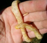 Salmissra 007.jpg