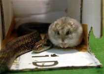 JAPAN_HAMSTER_AND_SNAKE.jpg
