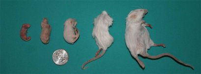 mousesizes-w.jpg
