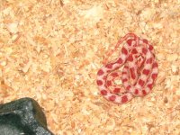 snake0002.JPG
