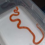 Motley Sunglow Male (01).JPg