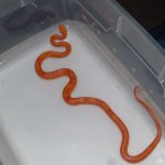 Motley Sunglow Male (01).JPg