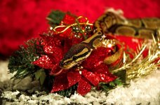 pokeyxmas-01 Medium Web view.jpg