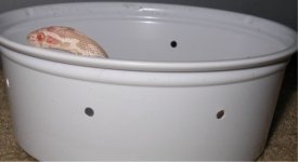 peek-a-boo.jpg