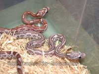 aztec-ghost-caramel.jpg