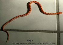 baby cornsnake Ruby II_11-14-2k5,c80.jpg