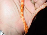 sneakysnake 006.jpg