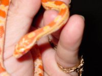 sneakysnake 008.jpg