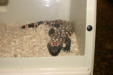 Gila Monster.jpg