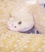 rattlesnakealbino.jpg