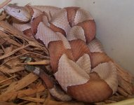 copperhead.jpg