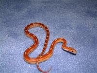 dscf0510 (custom).jpg