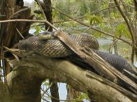 snake 1.jpg