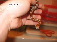 m1a copy.jpg