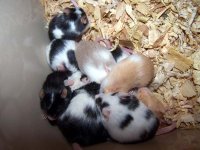 babies.jpg