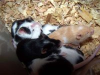 babies2.jpg