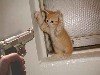 cat with gun.jpg