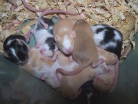 babies3.jpg