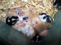 mouse babies.jpg