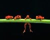 red tree frogs1.jpg