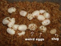 wierd eggs copy.jpg