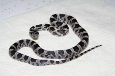 2006-18Clutch 040.jpg