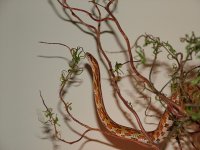 Snakes and Model 10 029 small.jpg