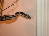 Snakes and Model 10 041 small.jpg