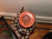 Snakes and Model 10 073 small.jpg