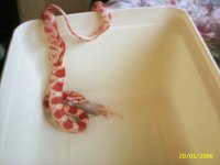 PIC_0006.JPG