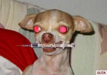Dog.jpg